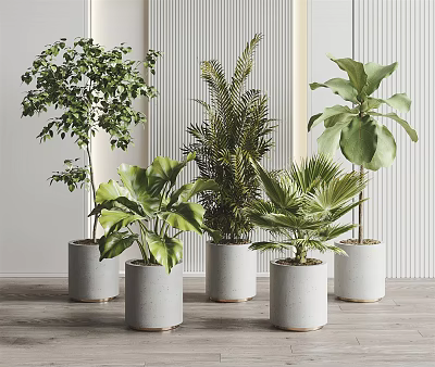 Indoor Potted Plants Collection With Different Green Foliage In White Modern Pots 3d model