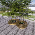 Golden Spiral Outdoor Chairs With Modern Design On Stone Pavement Near Trees