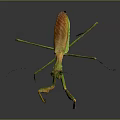 Green and Orange Flying Praying Mantis Standing With Long Slender Legs And Reflection