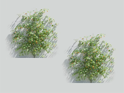 Lush Green Vine Plant With Dense Foliage And Small Yellow Flowers 3d model