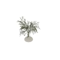 Olive Tree with Lush Green Leaves Planted in White Vase for Home Decoration