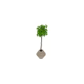 Lush Bonsai Pot Plant With Green Leaves Slender Trunk And Striped White Pot