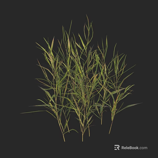 Green grass plants featuring slender stems long narrow leaves and dense growth on black background 3d model 