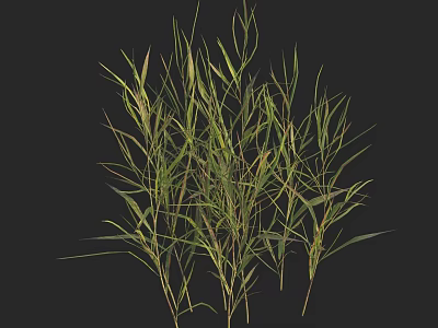 Green grass plants featuring slender stems long narrow leaves and dense growth on black background 3d model