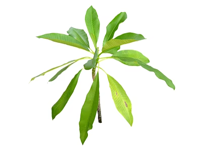 Modern Shrub Shrub Grass 3d model