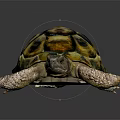 Tortoise with Yellow and Brown Patterned Shell on Black Reflective Surface