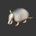 Reptile Armadillo With Scaly Body In Brown And White Standing On Black Background With Reflection