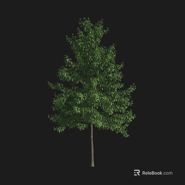Isolated Evergreen Arbor With Dense Green Leaves And Brown Trunk On Black Background 3d model 