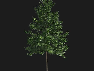 Isolated Evergreen Arbor With Dense Green Leaves And Brown Trunk On Black Background 3d model