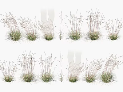Various Types Of Decorative Grasses With Different Forms For Garden Landscape Design 3d model