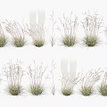 Various Types Of Decorative Grasses With Different Forms For Garden Landscape Design