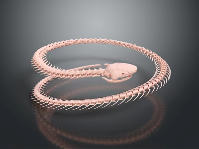 Coiled Rose Gold Snake Skeleton Organ with Dark Background Reflection 3d model
