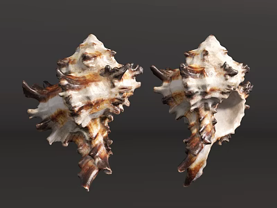 Two Brown And White Spiral Conch Shells With Textured Surfaces Marine Life 3d model