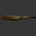 Golden Orange Aquatic Fish With Shiny Body Fins And Tail On Gray Background