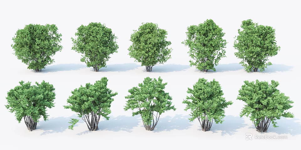 Various Green Shrubs with Different Shapes and Lush Foliage 3d model