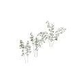 Vibrant Green Bamboo Plants With Lush Leaves And Slender Stems For Home And Garden Decor