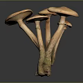 Brown Mushrooms Cluster With Light Stems And Broad Caps Against Dark Background
