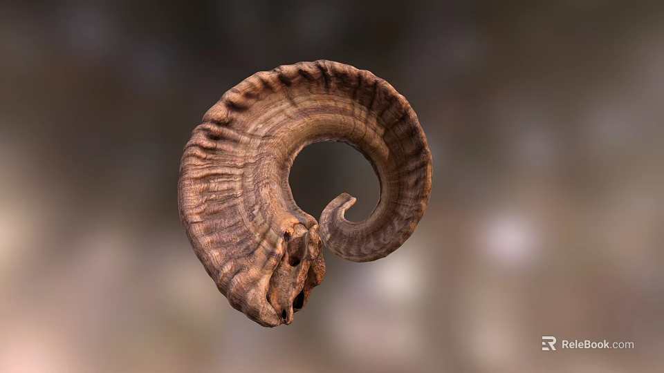 Detailed Ram Horn With Spiral Shape And Natural Texture Close Up 3d model 