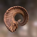 Detailed Ram Horn With Spiral Shape And Natural Texture Close Up