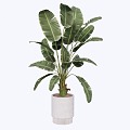 Modern indoor potted plants 3d model