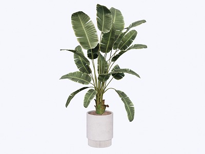 Modern indoor potted plants 3d model