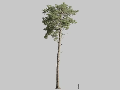 Tall Tree With Straight Trunk Lush Green Foliage And Human Figure For Scale 3d model
