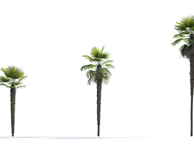 Three Different Heights Palm Trees With Slender Trunks And Green Fronds 3d model