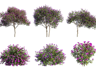 Flowering Arbor Trees with Purple Flowers and Pink Blossoms Various Lush Types in Bloom 3d model
