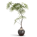 Indoor Decorative Bonsai Plant With Green Leaves Slender Trunk And Dark Ceramic Pot
