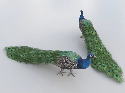 Peacock 3d model