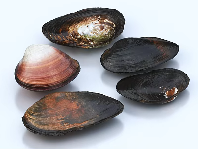 Natural Seashell Wall Decor With Brown Black And Pink Shells For Home 3d model