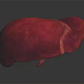 Abdominal Organ Human Liver Red Colored Anatomical Structure With Smooth Surface Isolated On Black Background