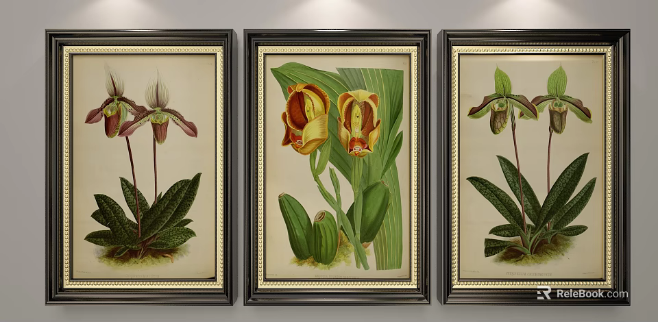 Botanical Orchid Illustrations in Black Frames with Decorative Borders and Colorful Flowers 3d model 