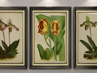 Botanical Orchid Illustrations in Black Frames with Decorative Borders and Colorful Flowers 3d model