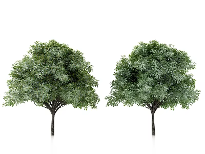 Modern Osmanthus Tree 3d model