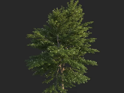 Tall Arbor With Lush Green Foliage And Strong Trunk In Natural Setting 3d model