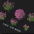 Vibrant Spring Flower Plants With Purple Blooms And Green Leaves In Clusters