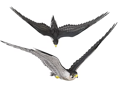 Flying Falcons In Mid Air With Spread Wings And Dynamic Flight Posture 3d model