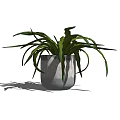Bonsai Potted Plant With Long Slender Green Leaves In Gray Ceramic Pot