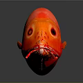 Striking Red Aquatic Fish with Glossy Body and Clear Reflection on Smooth Surface