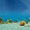 Stunning Underwater Ocean Scenery With Colorful Corals Swimming Fish Sandy Seabed And Bright Sunlight