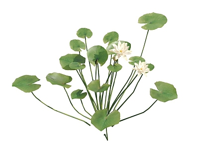 modern water lily aquatic plant 3d model