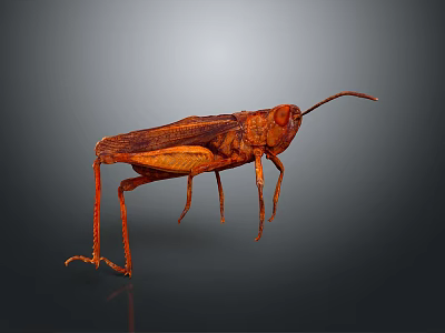 Detailed Brown Cricket With Long Antennae Isolated On Dark Background 3d model