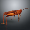 Detailed Brown Cricket With Long Antennae Isolated On Dark Background