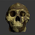 Medical Device Skull Model For Anatomical Teaching And Orthopedic Training