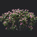 Vibrant Pink Flowering Shrub With Lush Green Leaves And Blooming Blossoms