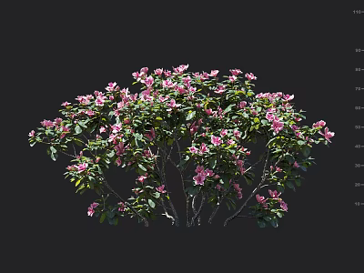 Vibrant Pink Flowering Shrub With Lush Green Leaves And Blooming Blossoms 3d model