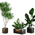 Plant Combination Featuring Tall Slender Yellow Flowering And Large Leafy Plants In Metal Square Planters