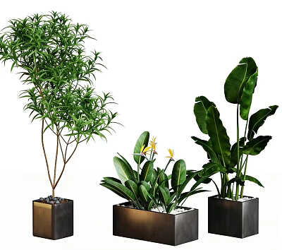 Plant Combination Featuring Tall Slender Yellow Flowering And Large Leafy Plants In Metal Square Planters 3d model