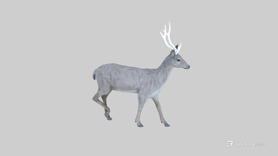 Gray Deer With White Antlers Standing In Neutral Background Posture 3d model 